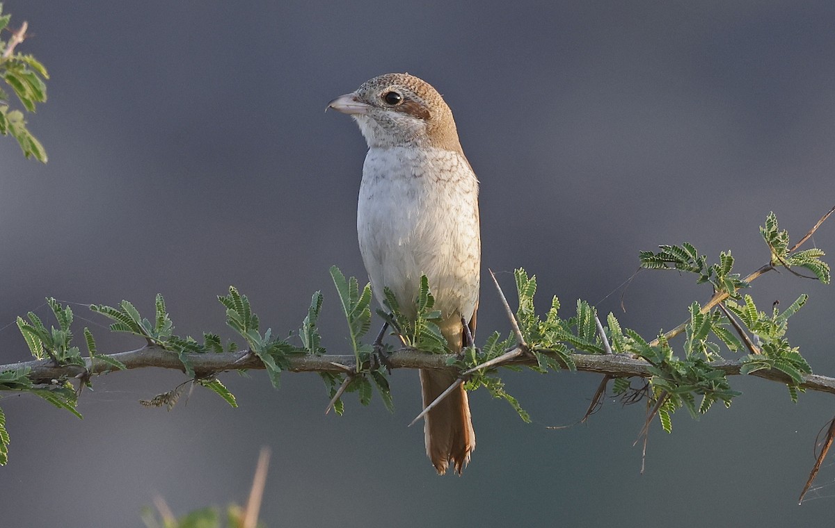 荒漠伯勞(isabellinus) - ML626142987