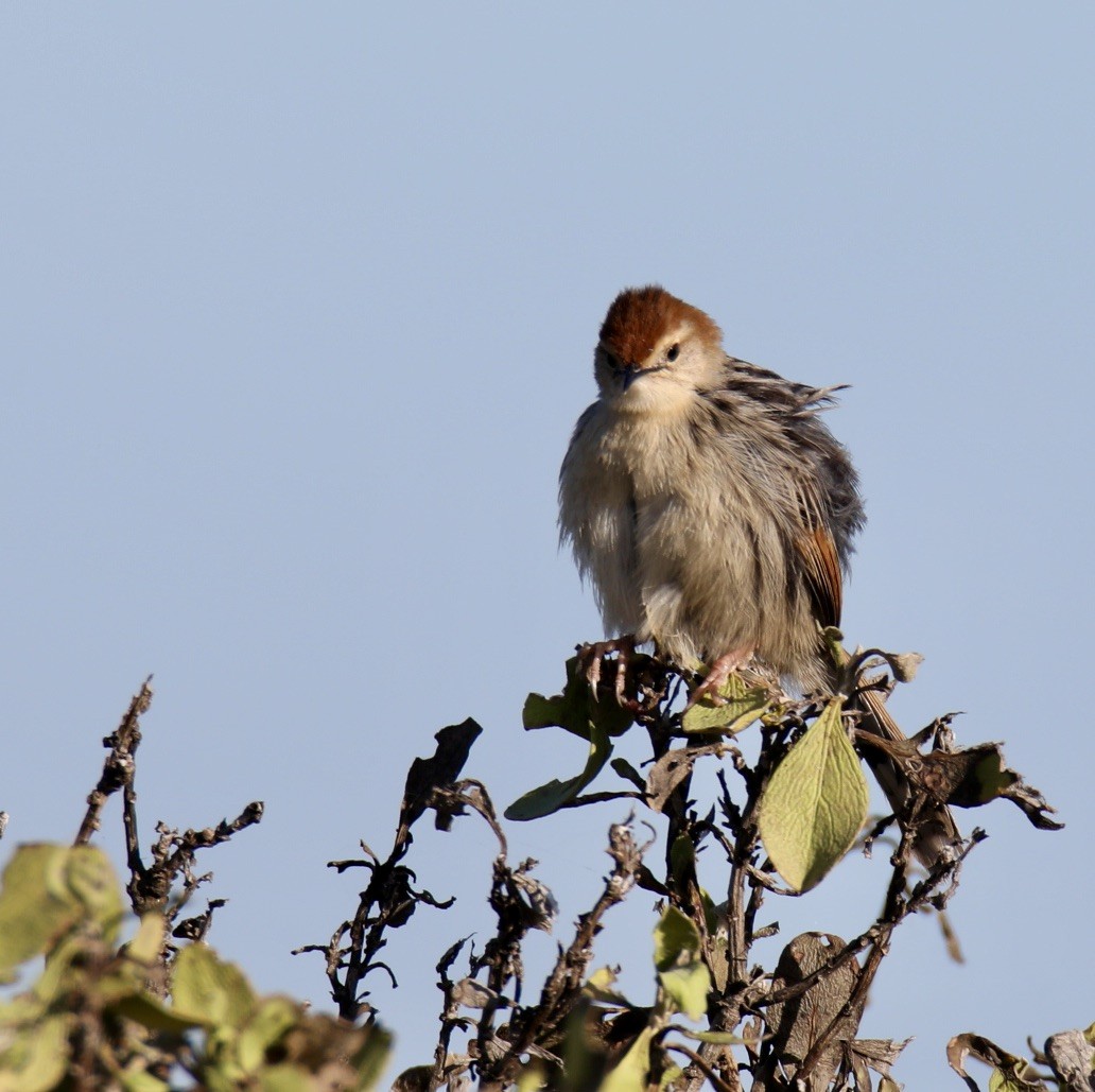 Levaillant's Cisticola - ML626143005