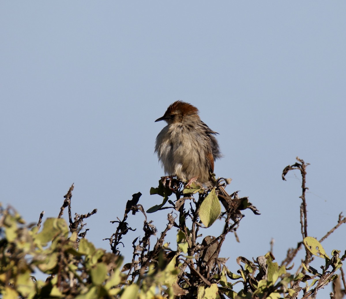 Levaillant's Cisticola - ML626143006