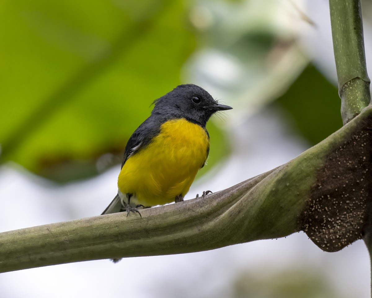 Slate-throated Redstart - ML626143247