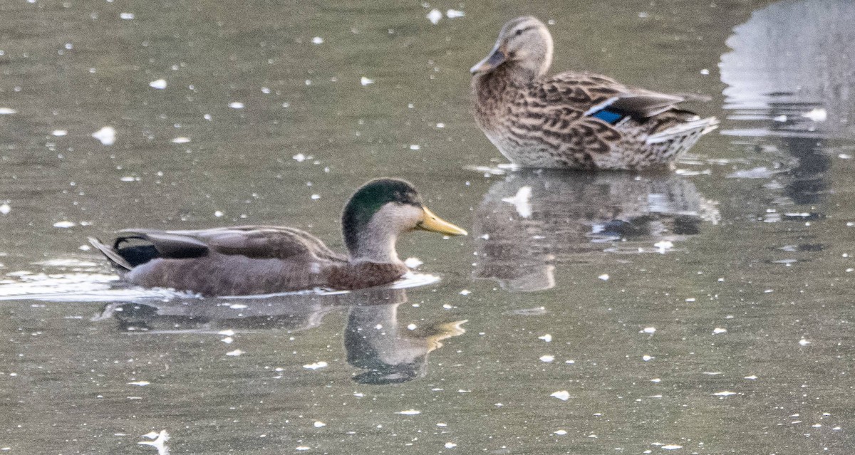 Mallard x American Black Duck (hybrid) - ML626143284