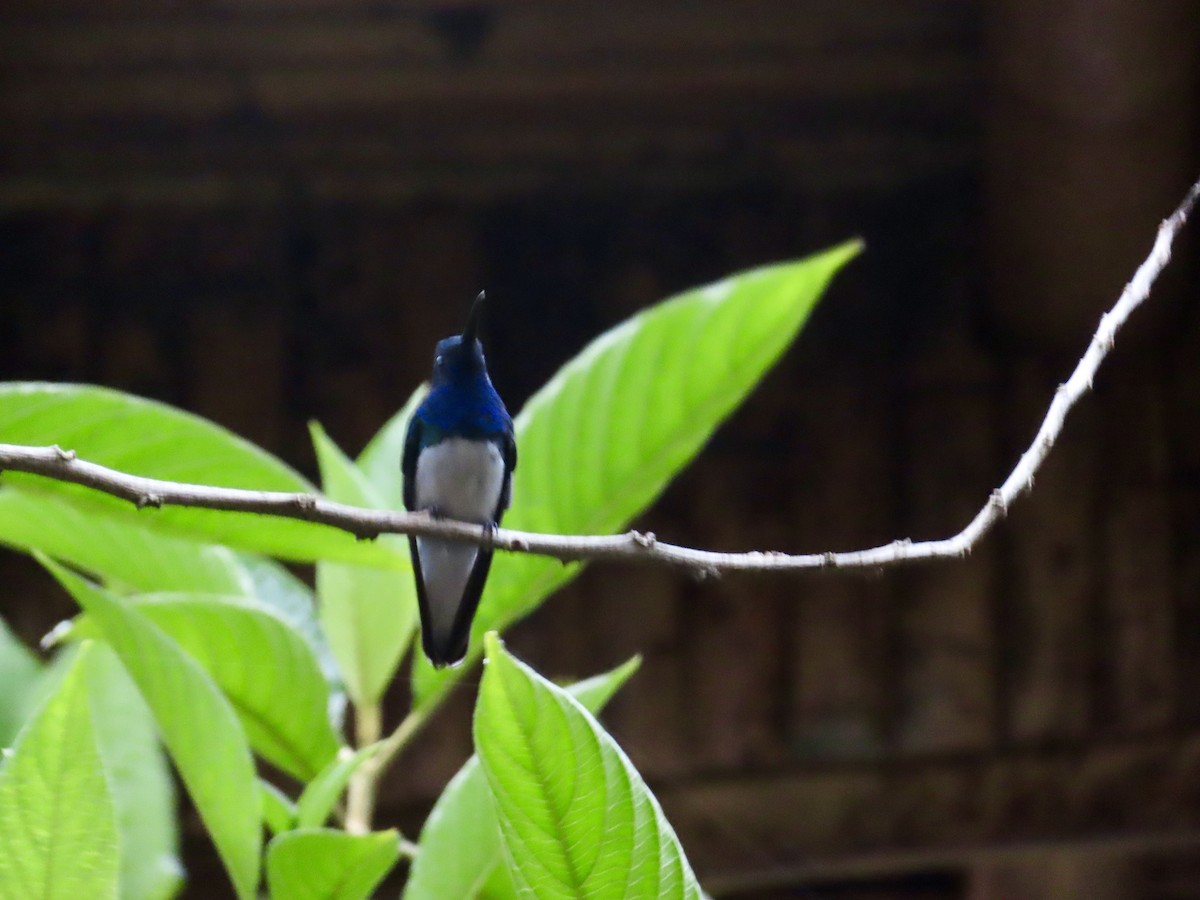 White-necked Jacobin - ML626143377