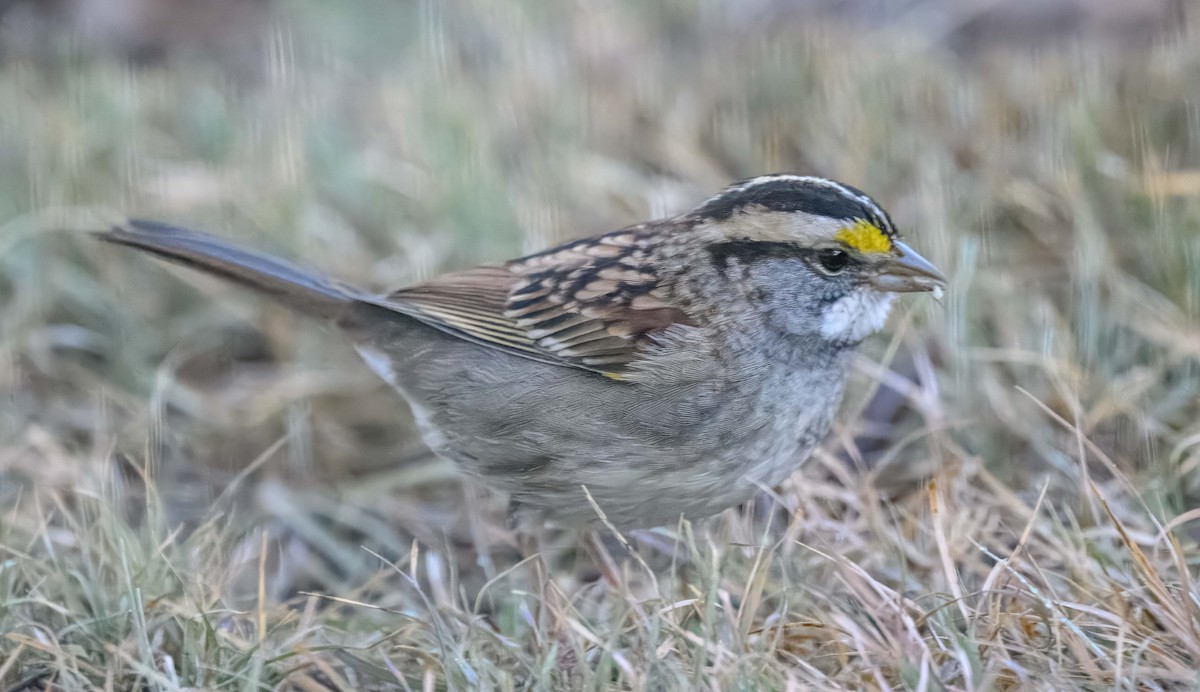White-throated Sparrow - ML626143472