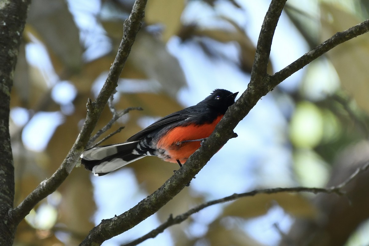 Slate-throated Redstart - ML626143474