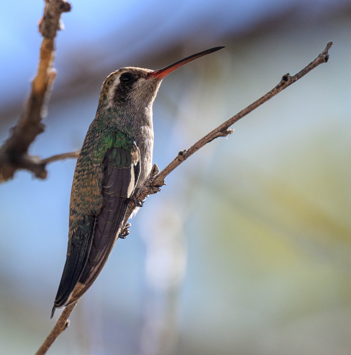 Broad-billed Hummingbird - ML626143503