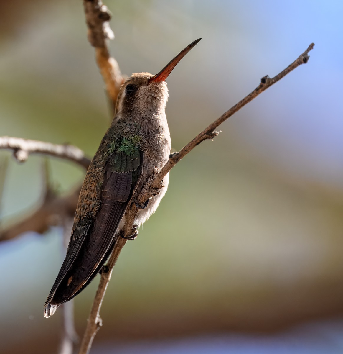 Broad-billed Hummingbird - ML626143504