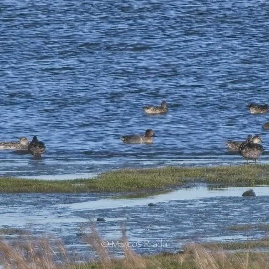 Green-winged Teal (American) - Marcos Prada Arias