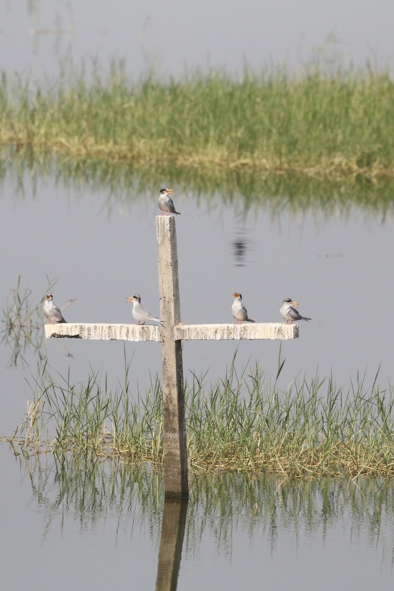 River Tern - ML626143632