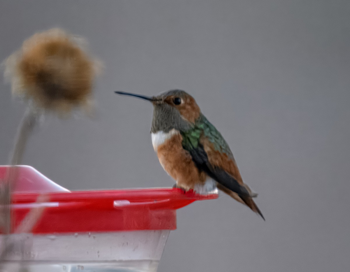 Allen's Hummingbird - ML626143692