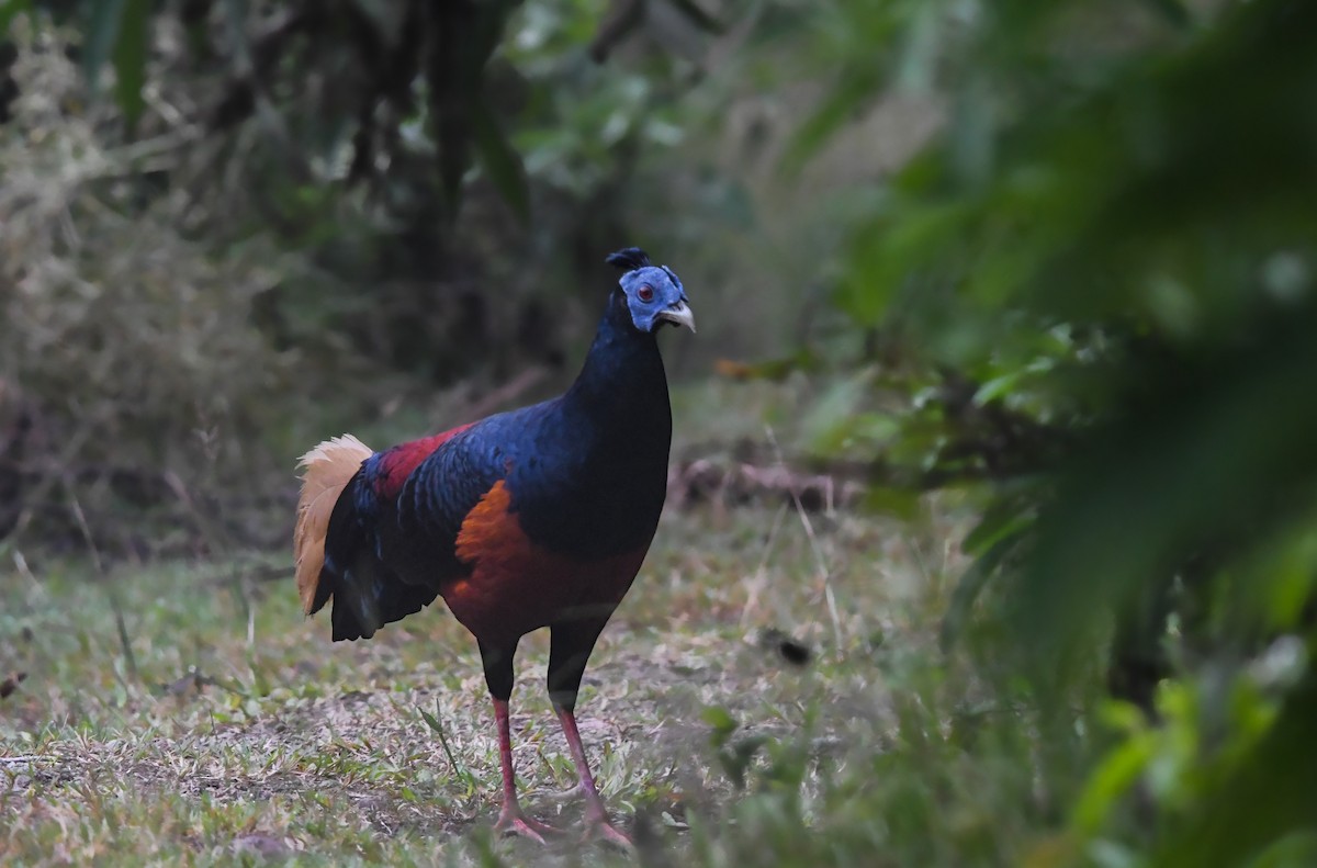 Bornean Crested Fireback - ML626143730