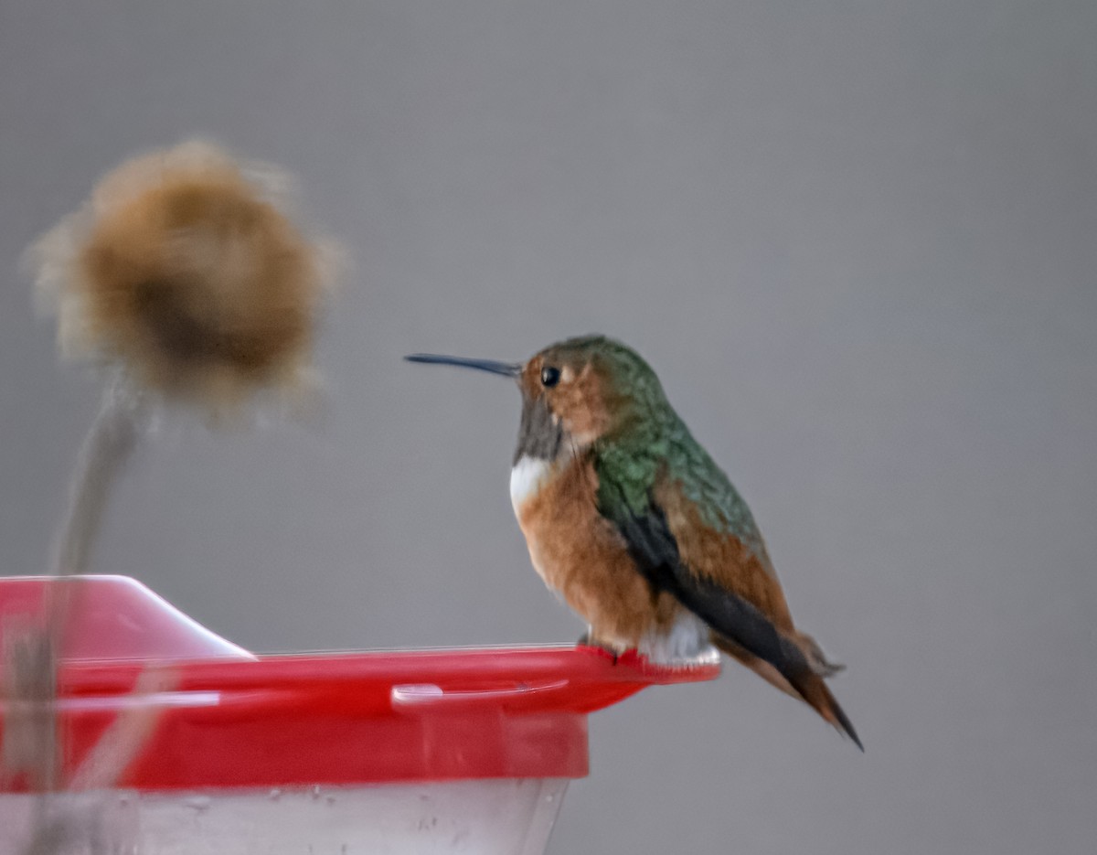 Allen's Hummingbird - ML626143751