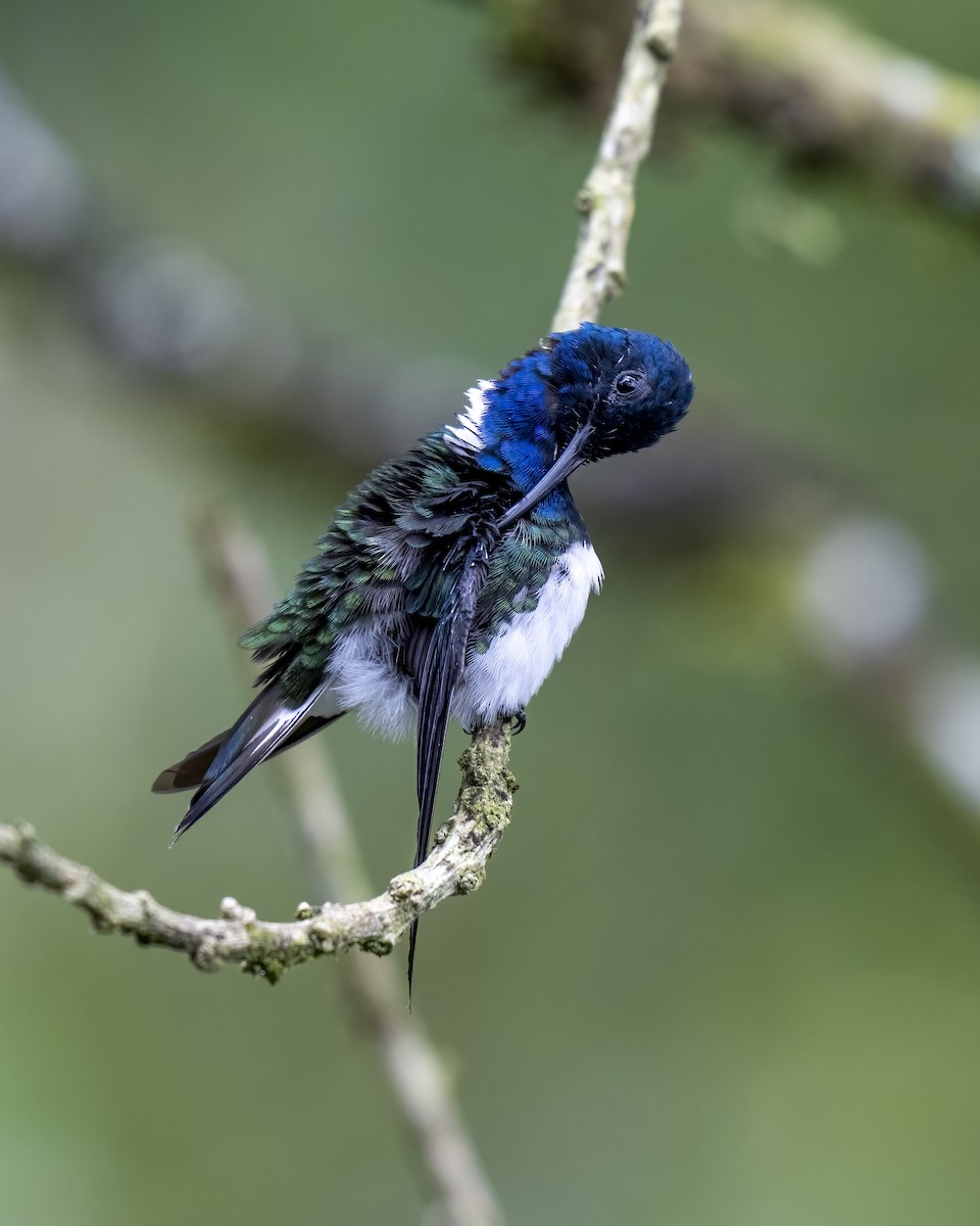 White-necked Jacobin - ML626143786