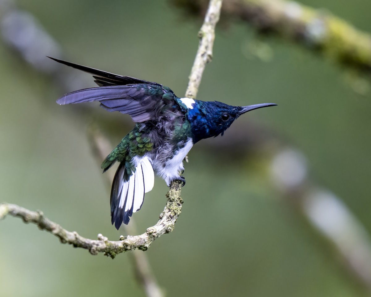 White-necked Jacobin - ML626143787