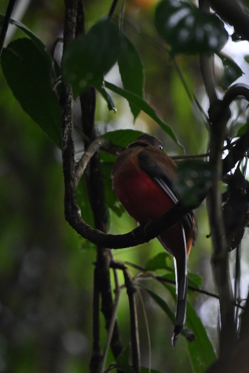 Diard's Trogon - ML626143795