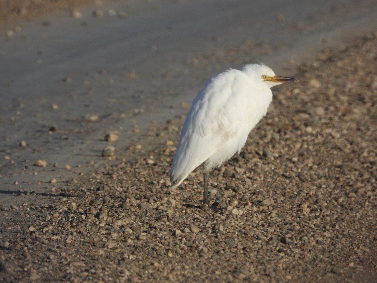 Western Cattle-Egret - ML626143798