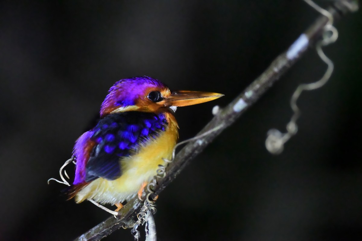 Rufous-backed Dwarf-Kingfisher - ML626143801