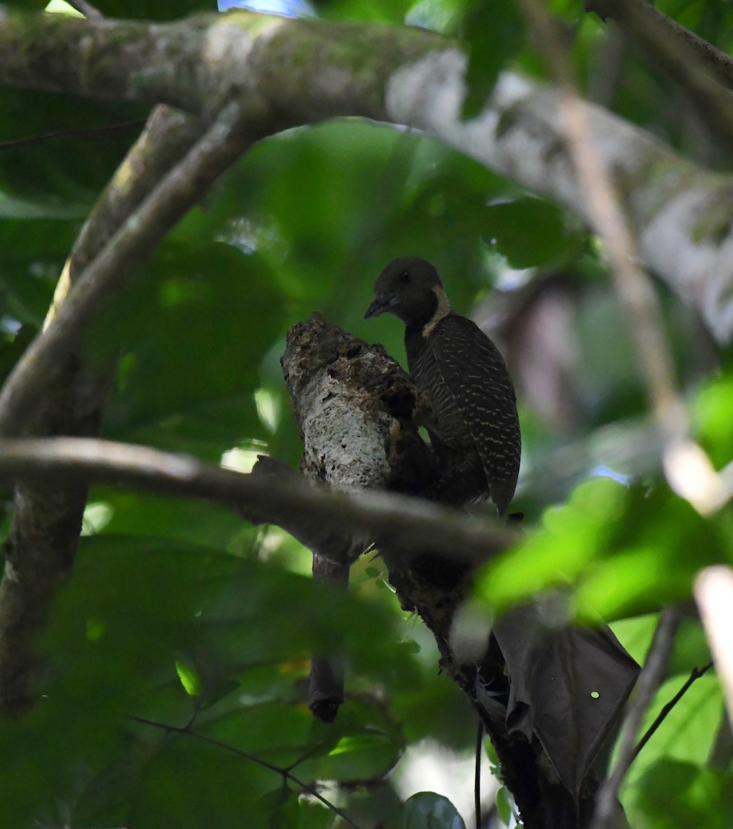 Buff-necked Woodpecker - ML626143805