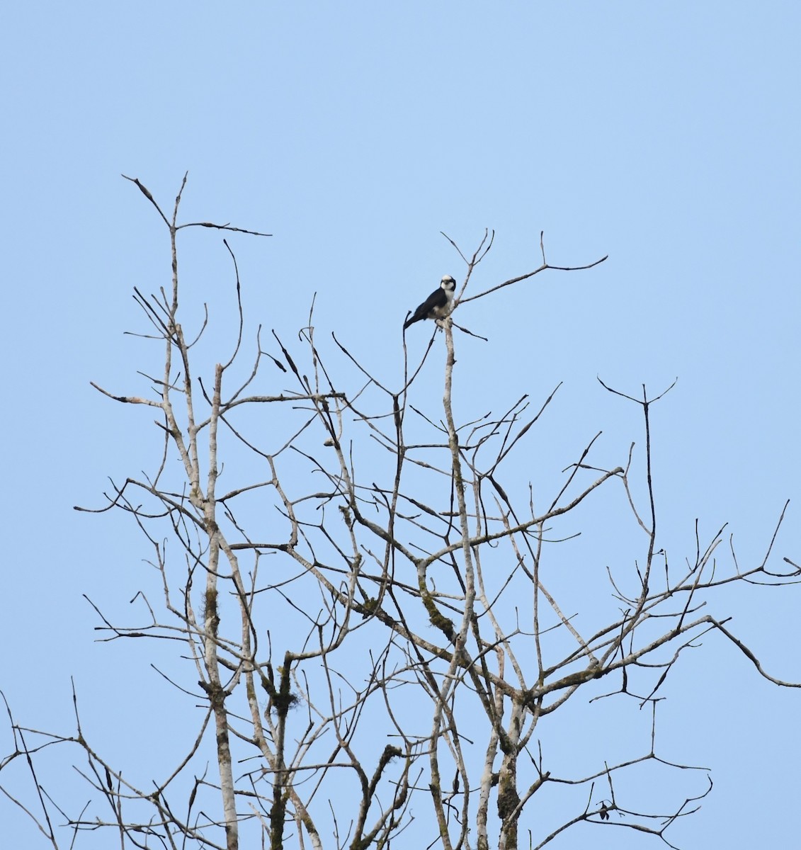 White-fronted Falconet - ML626143817