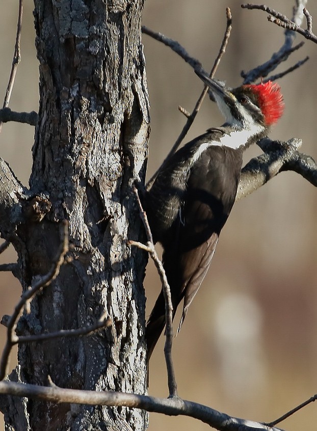 Pileated Woodpecker - ML626143834