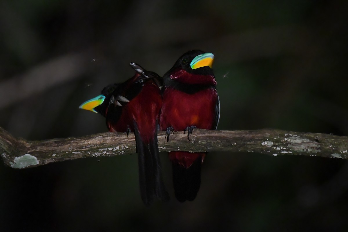 Black-and-red Broadbill (Black-and-red) - ML626143840