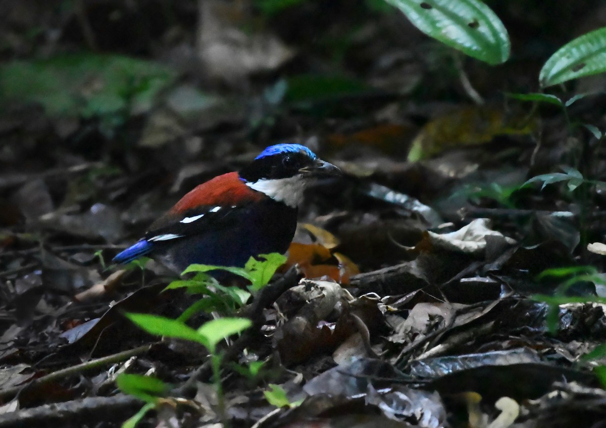 Blue-headed Pitta - ML626143847