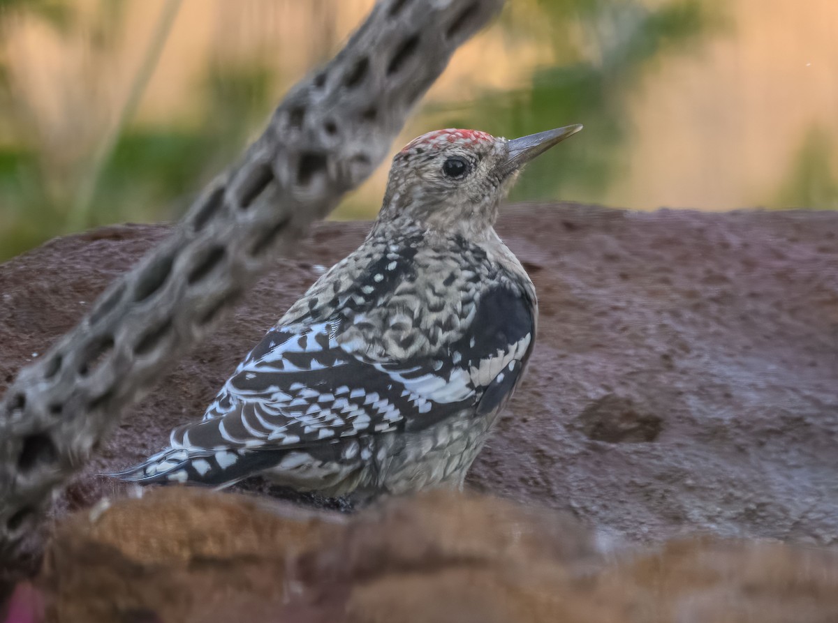 Yellow-bellied Sapsucker - ML626143860