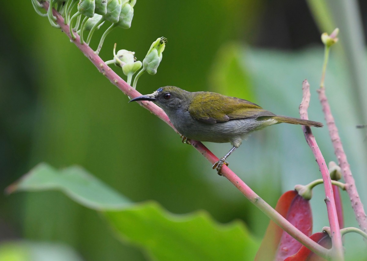 Plain Sunbird - ML626143872