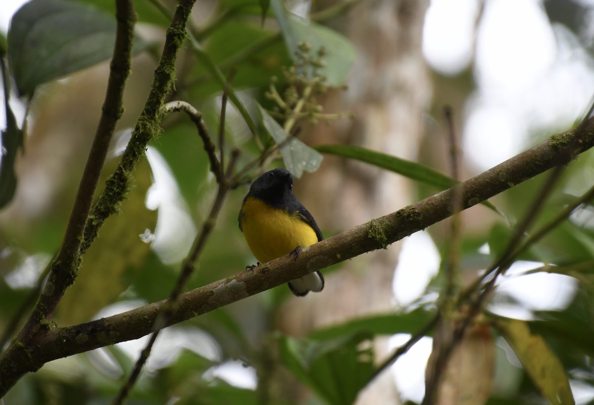 Slate-throated Redstart - ML626143915