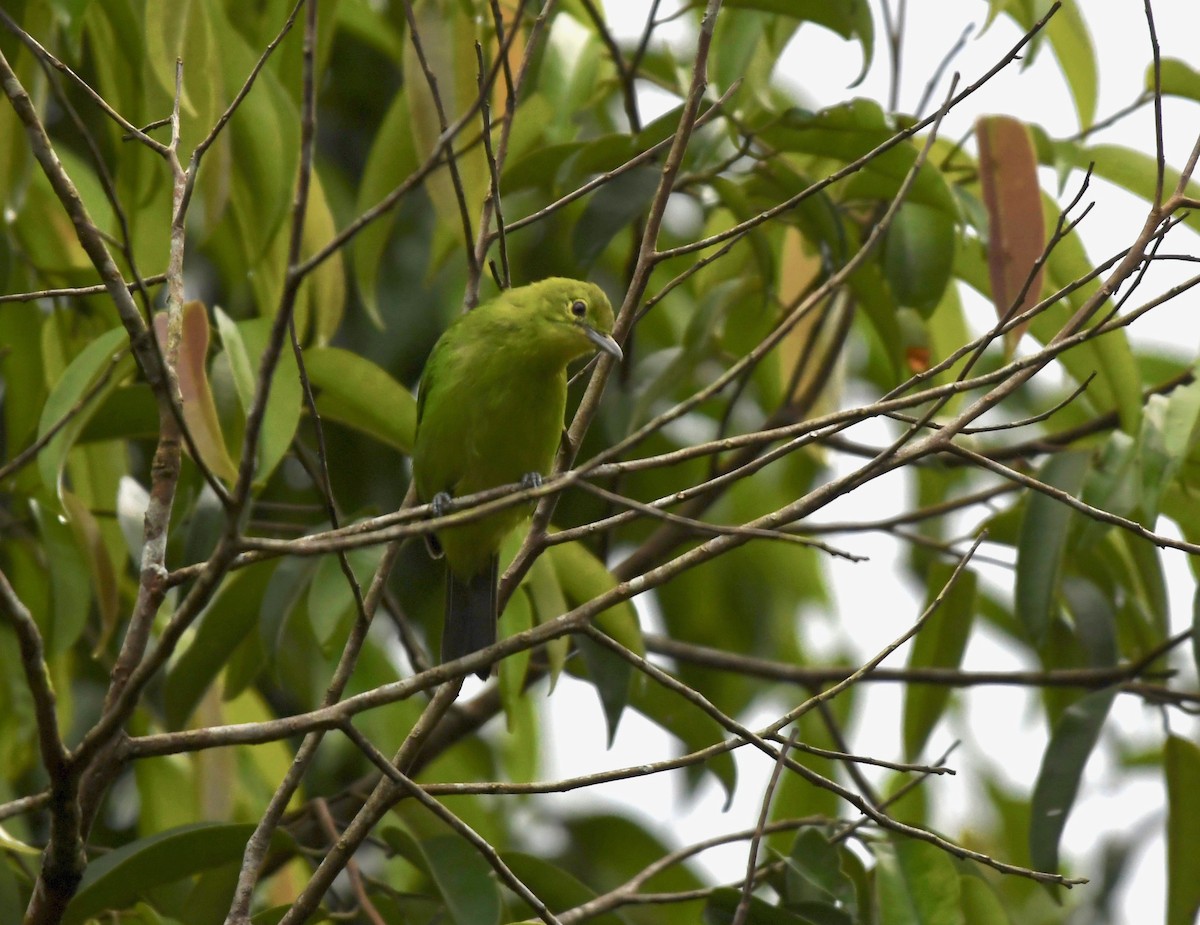 Lesser Green Leafbird - ML626143918