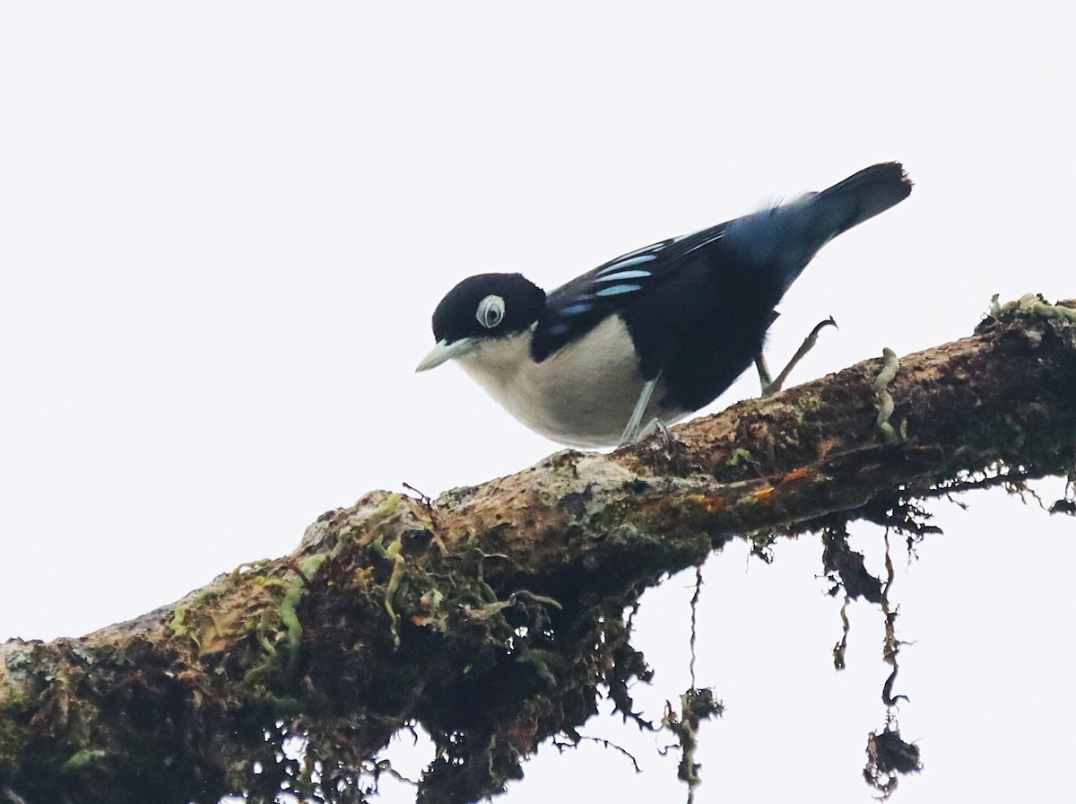 Blue Nuthatch - ML626143955