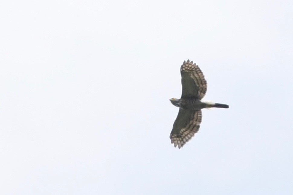 Crested Goshawk - ML626143974