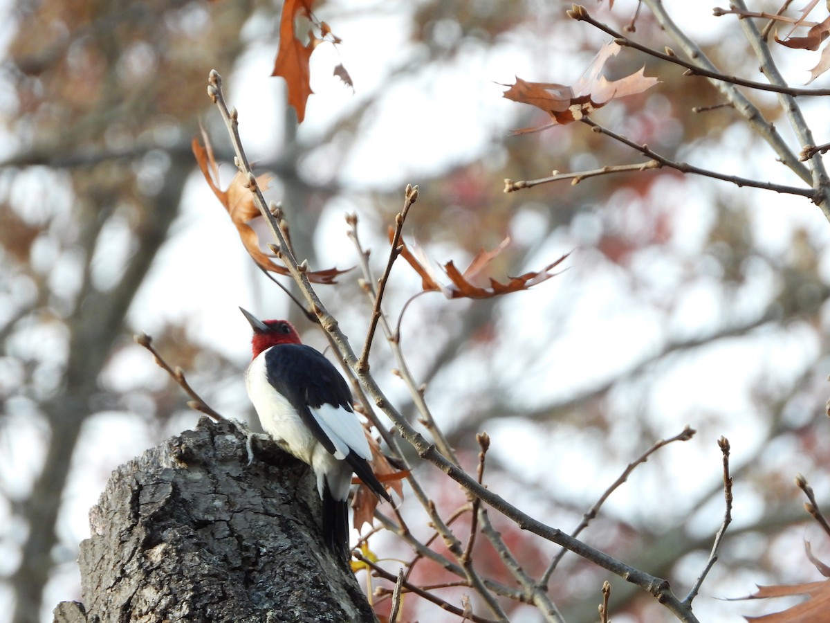 Red-headed Woodpecker - ML626144052