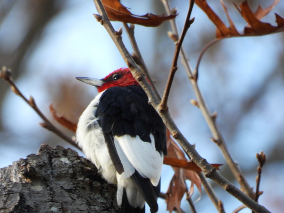 Red-headed Woodpecker - ML626144053