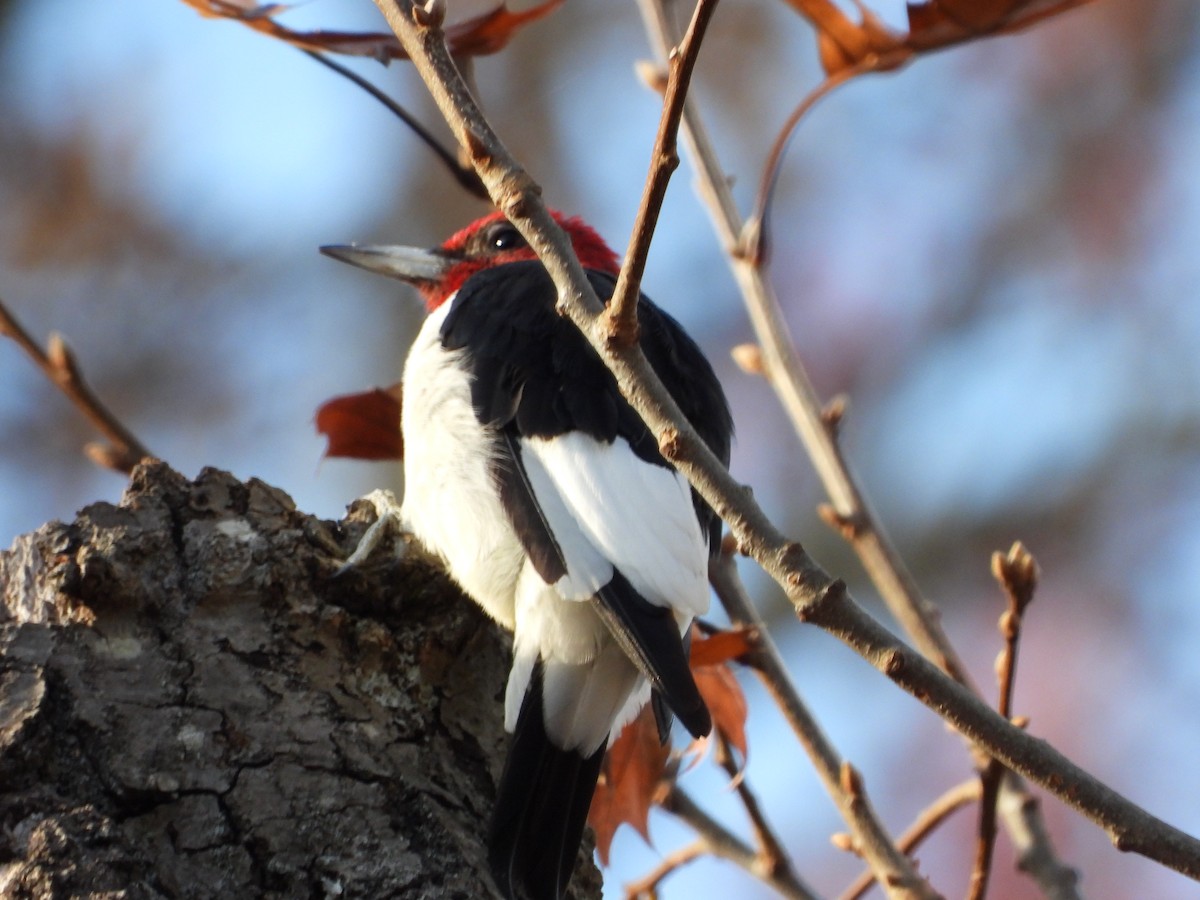 Red-headed Woodpecker - ML626144054