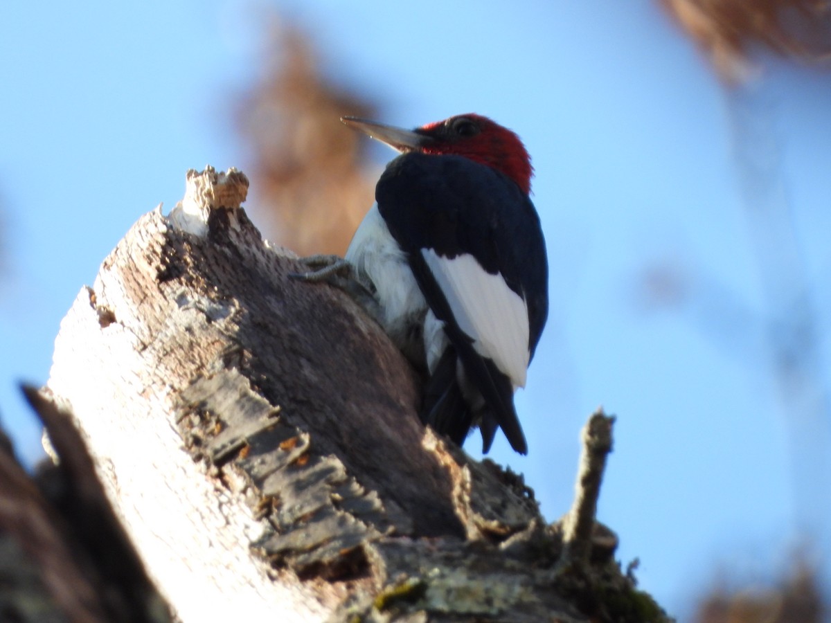 Red-headed Woodpecker - ML626144055