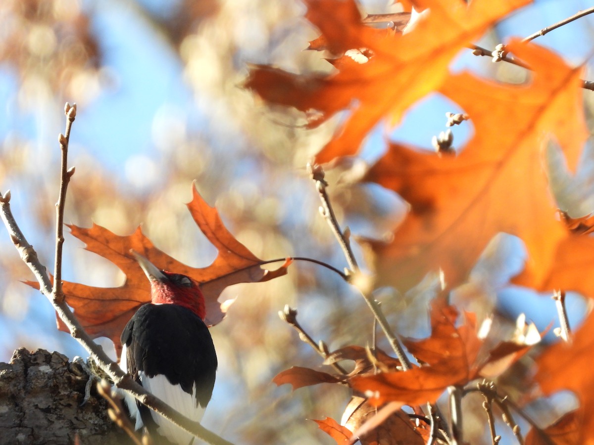 Red-headed Woodpecker - ML626144056