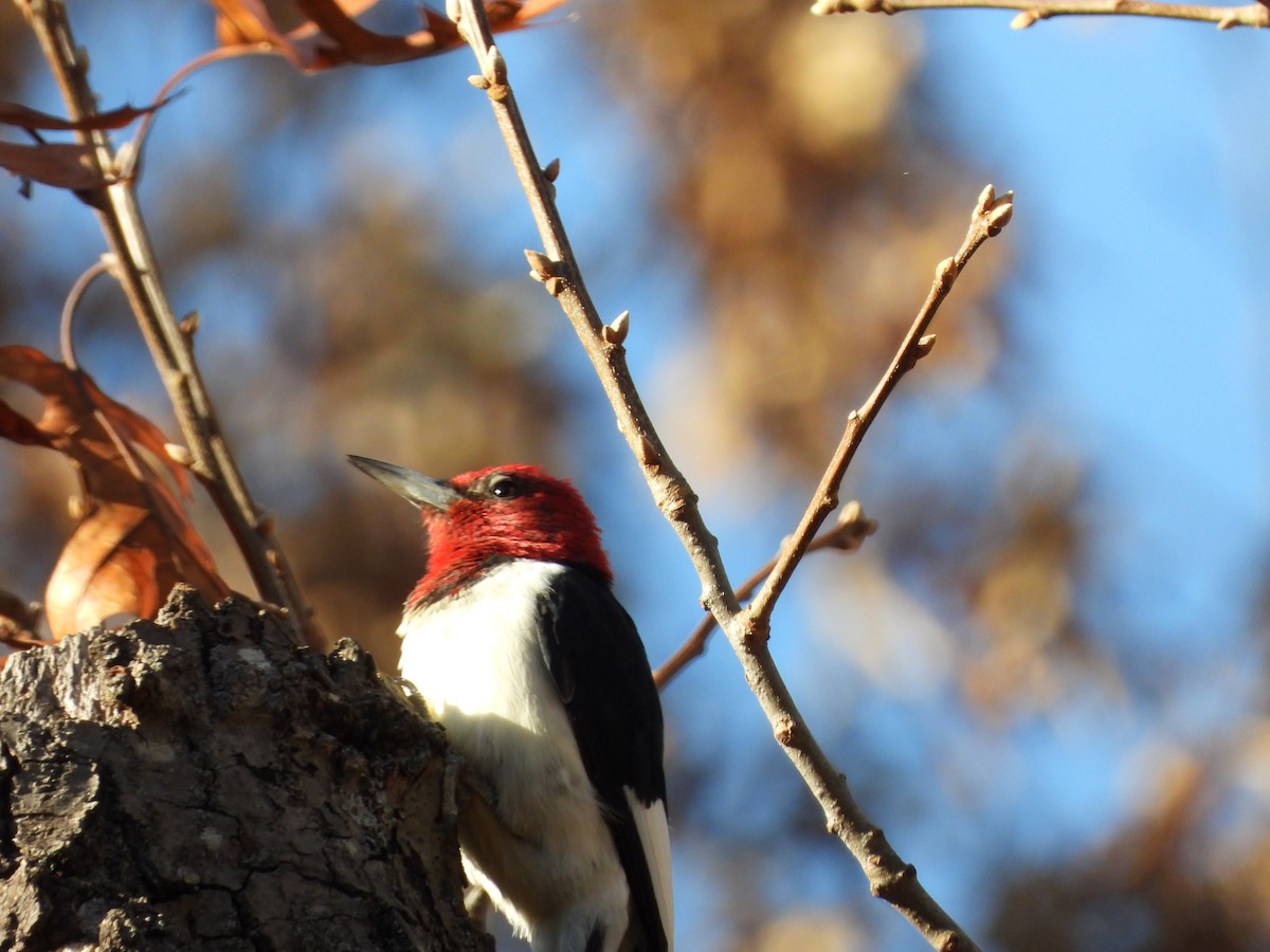 Red-headed Woodpecker - ML626144057