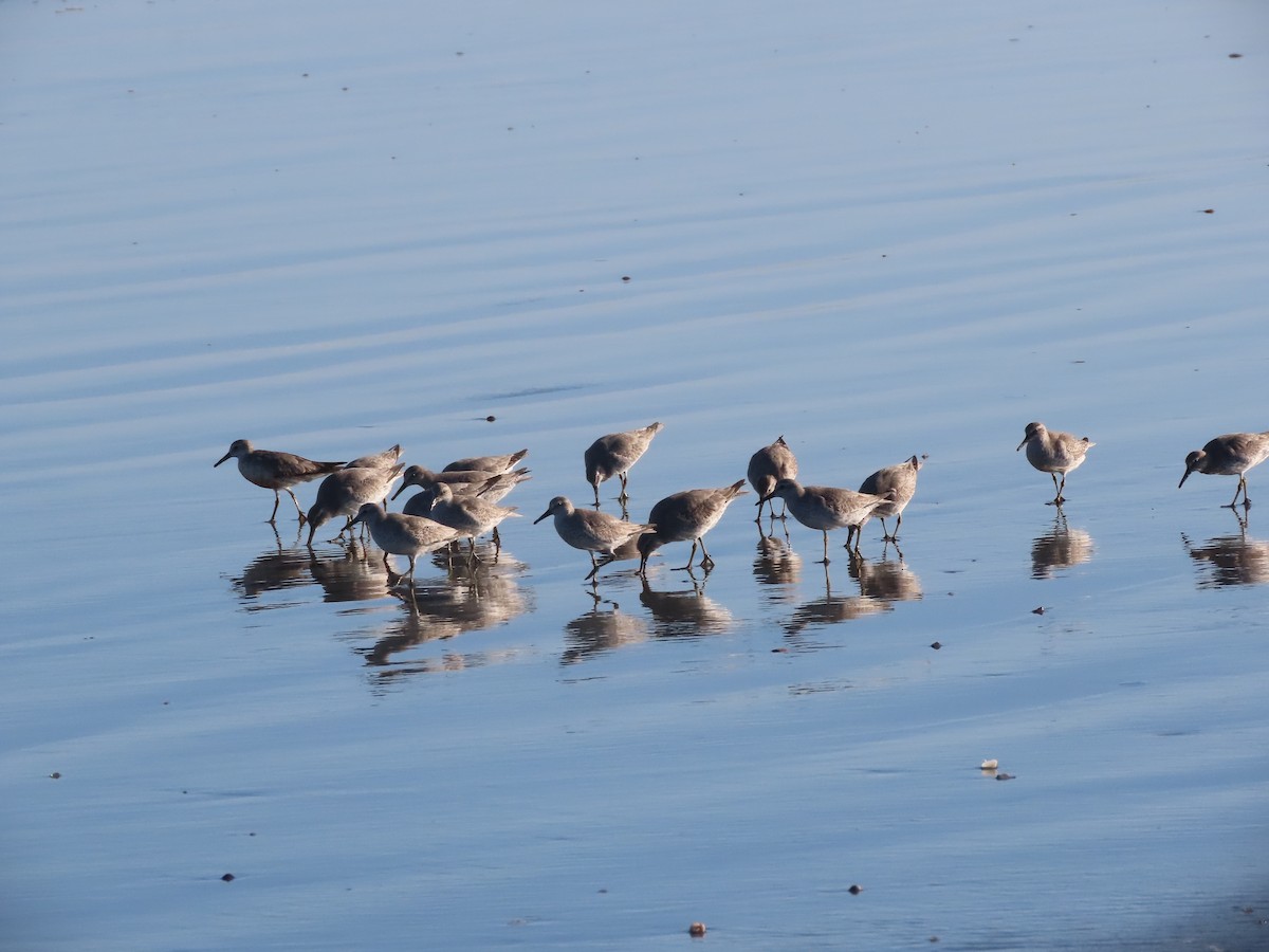 Red Knot - ML626144200