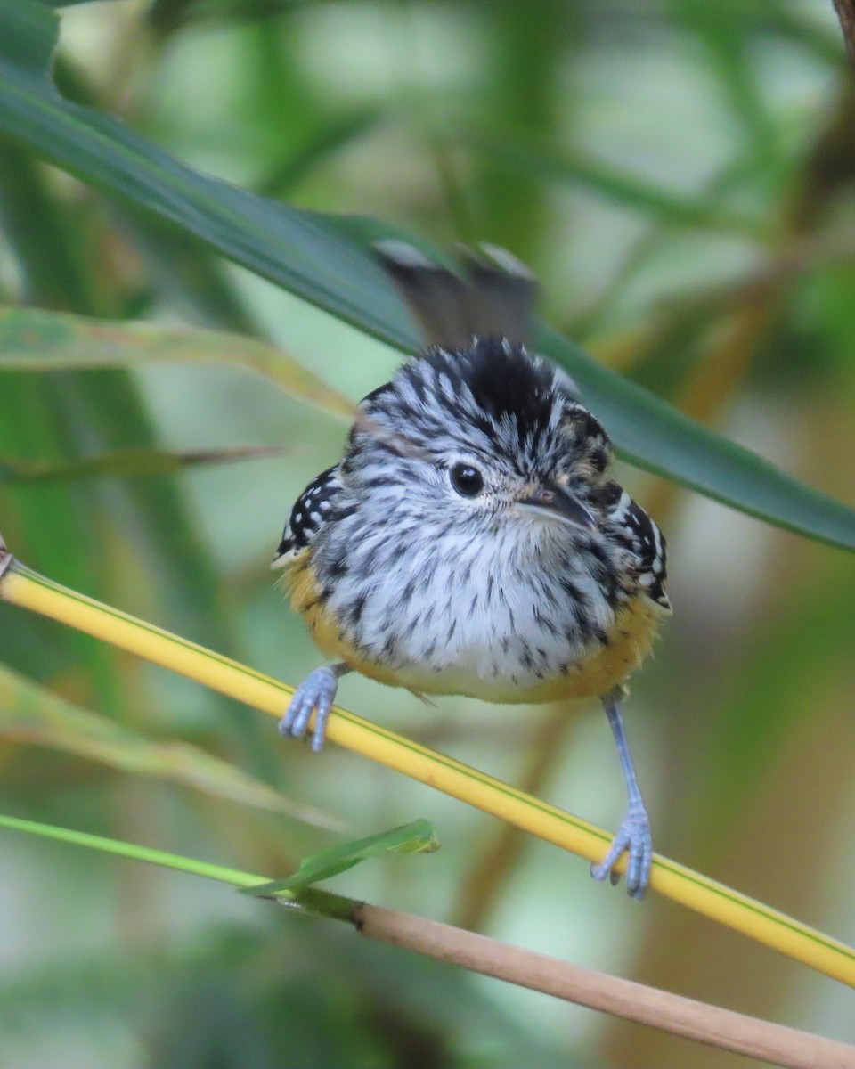 Santa Marta Antbird - ML626144482