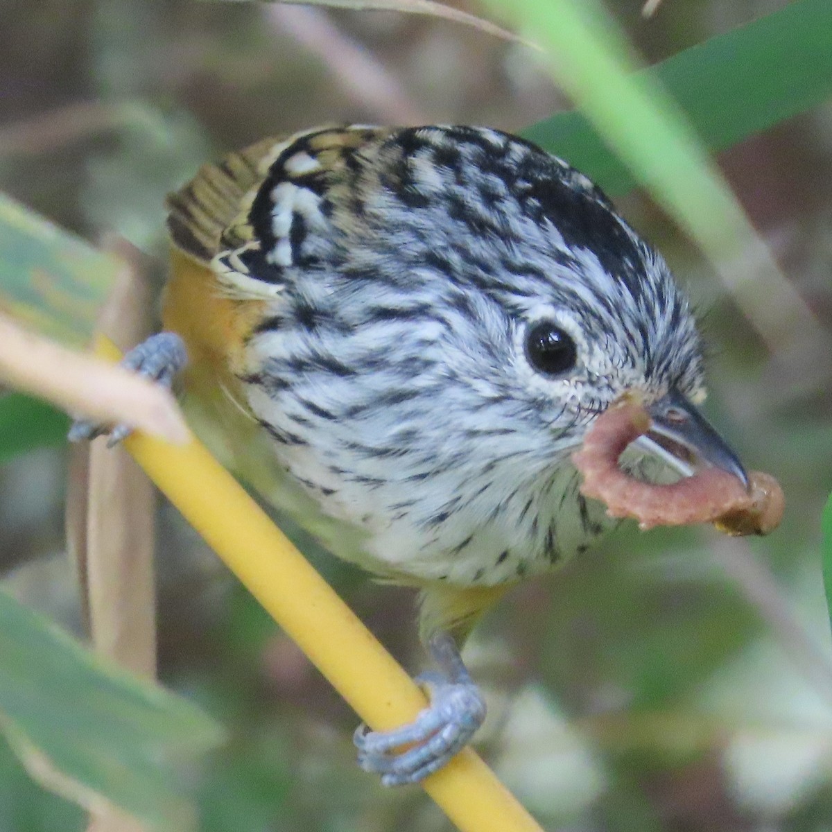 Santa Marta Antbird - ML626144483