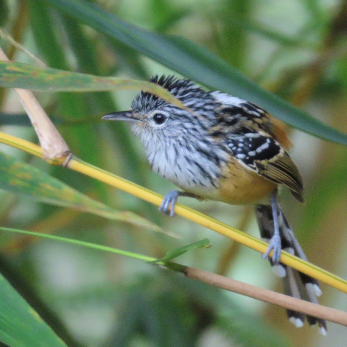 Santa Marta Antbird - ML626144485