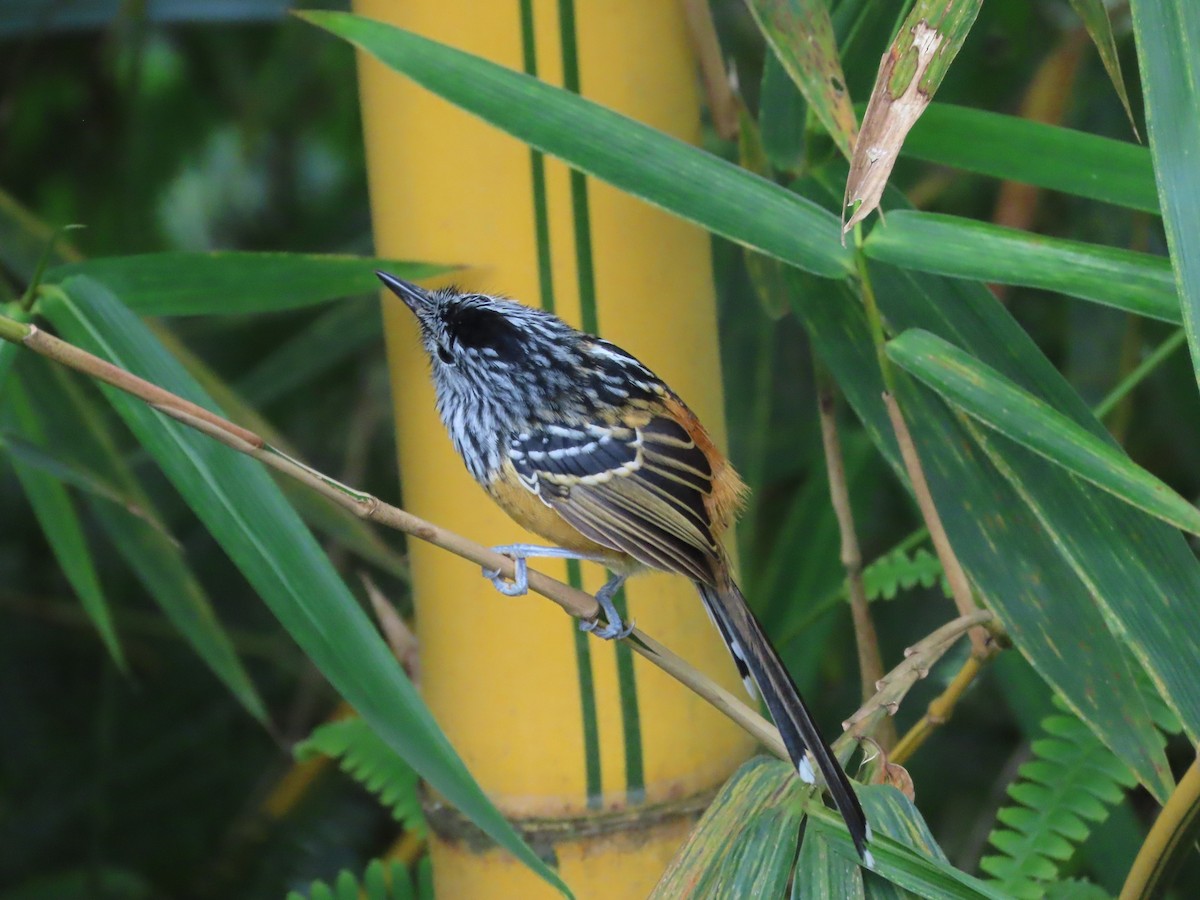 Santa Marta Antbird - ML626144486