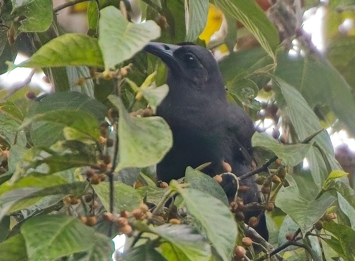 Halmahera Paradise-crow - ML626144553