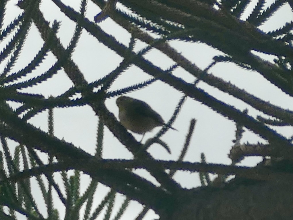 Silvereye - ML626144693