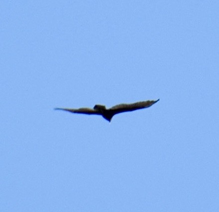 Turkey Vulture - ML626144728