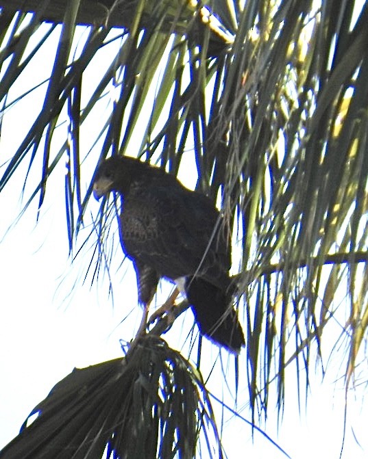 Harris's Hawk - ML626144736