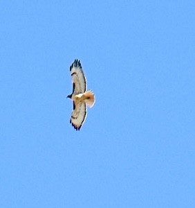 Red-tailed Hawk - ML626144748