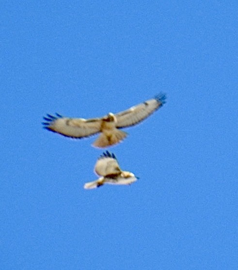 Red-tailed Hawk - ML626144749