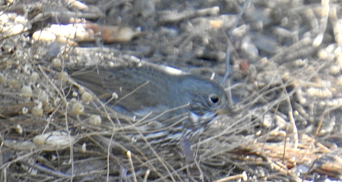 Fox Sparrow (Slate-colored) - ML626144765