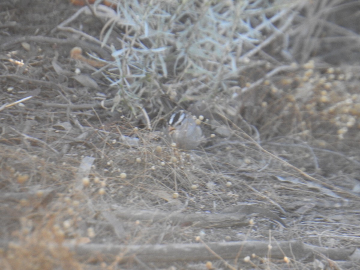 White-crowned Sparrow - ML626144770